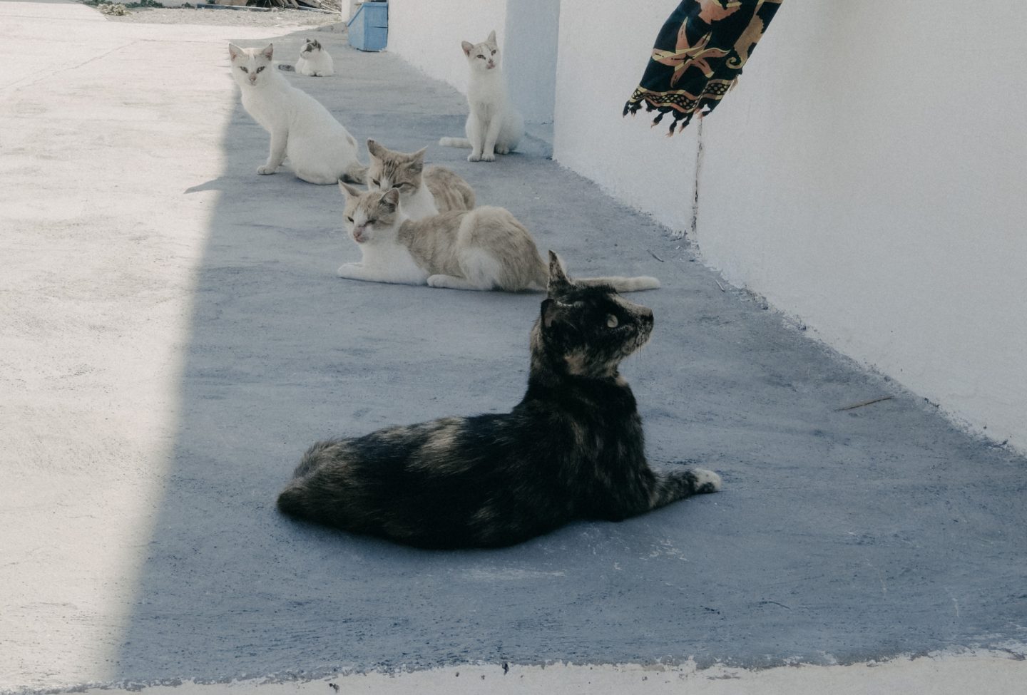 Katzen in Potamos, Antikythira, das einzige was sich tagsüber bewegt auf der kleinen stillen Insel.