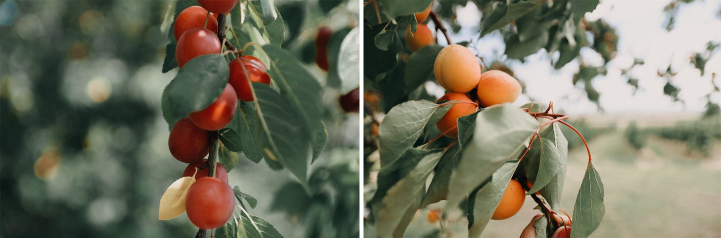 Obstparadies Marillen und Kirschpflaumenbäume in der Kellergasse