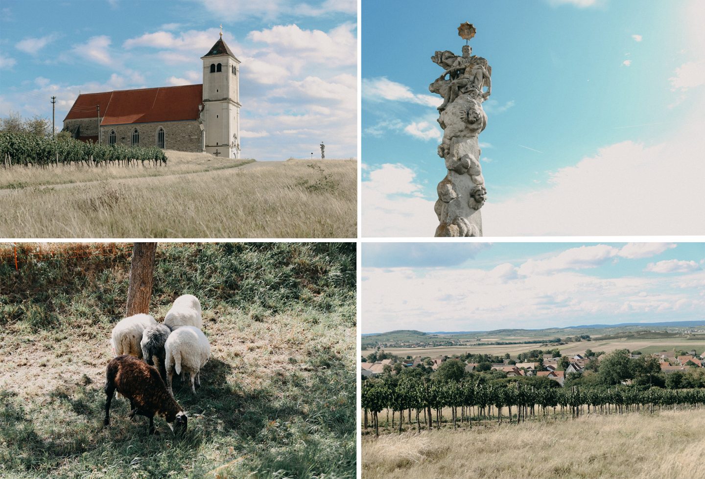 Idylle im kleinen Dorf Wartberg, Schafe, Weingärten, Kirche am Berg,alte Steyr Traktoren