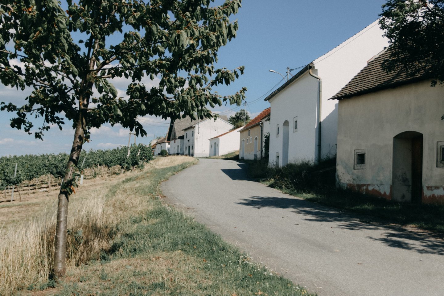 Kellergasse entlang der Weingärten von Wartberg