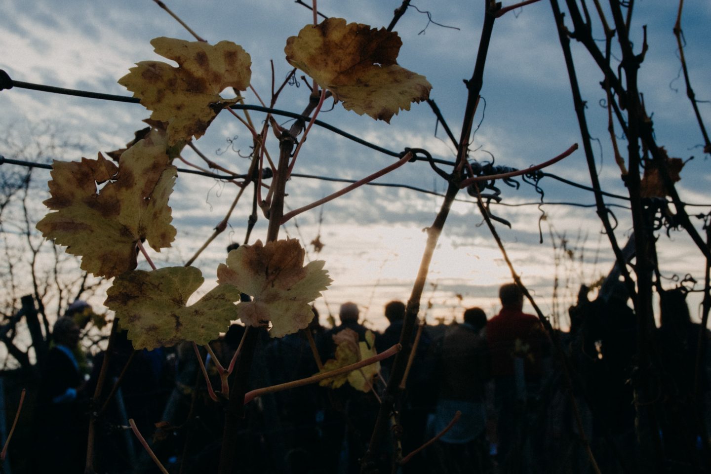 Herbsttage in der Südsteiermark