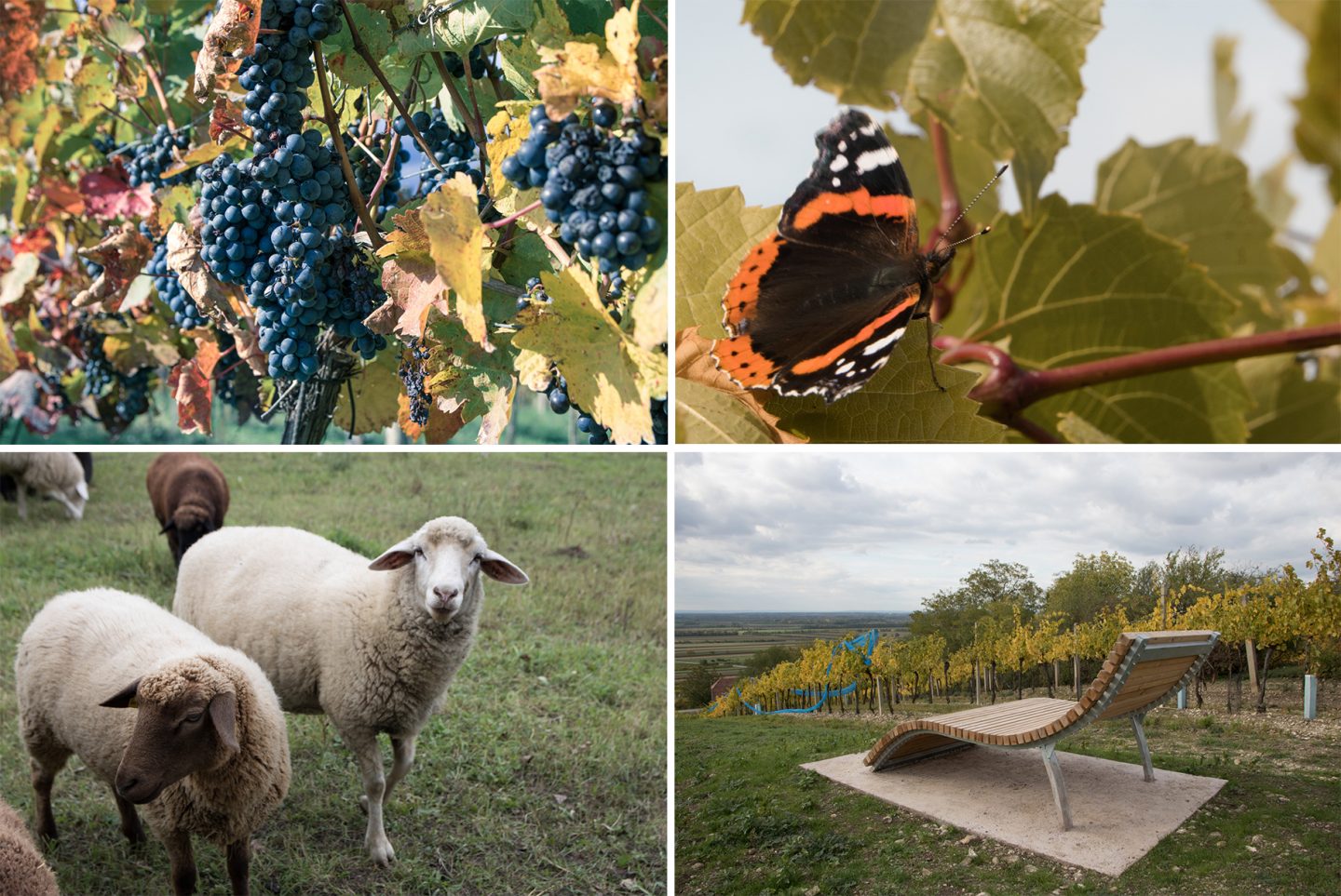 Herbst im Weinviertel