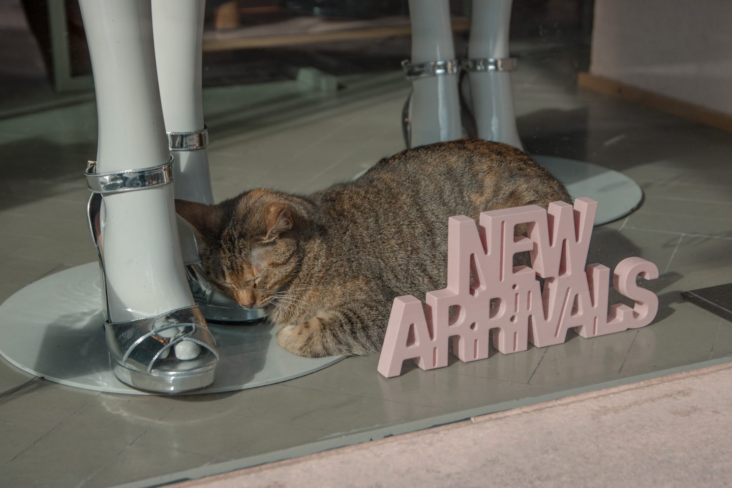 Shopping in Valetta - Katze in der Auslage hinter dem Schriftzug New Arrivals