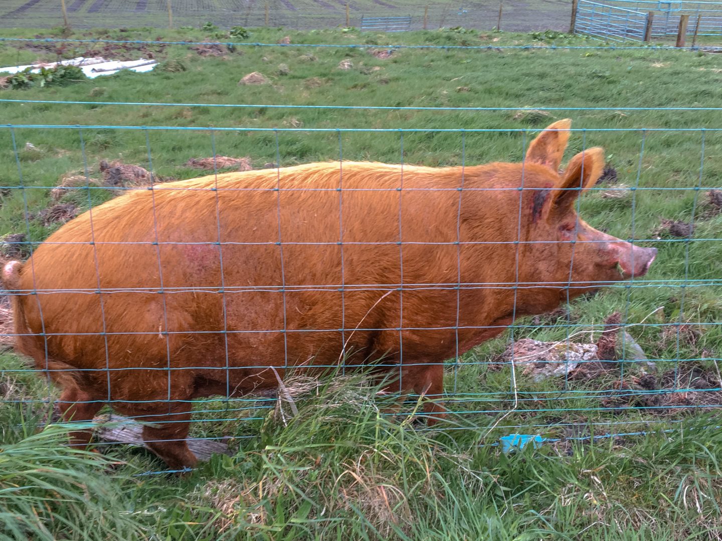 das süße Schwein Charlie ist ein großes Schwein mit braunen Borsten und lebt nahe Bowmore