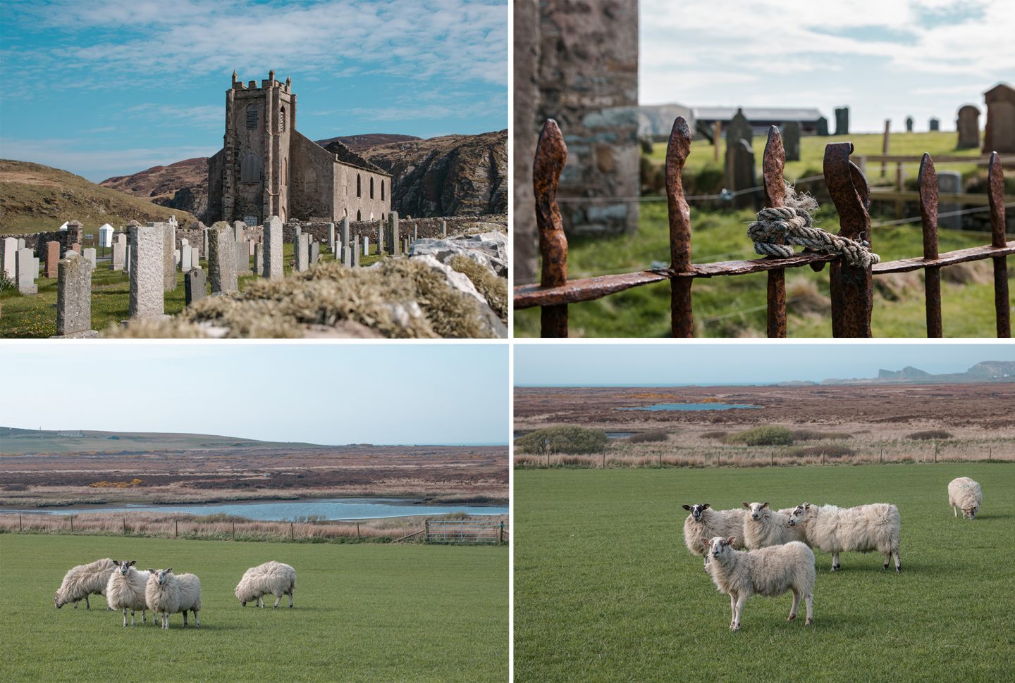 Kilchoman Church Islay, eine alte mystische Kirche mit eingestürztem Dach und einem alten Friedhof. Rundherum gibt es viele Schafe.