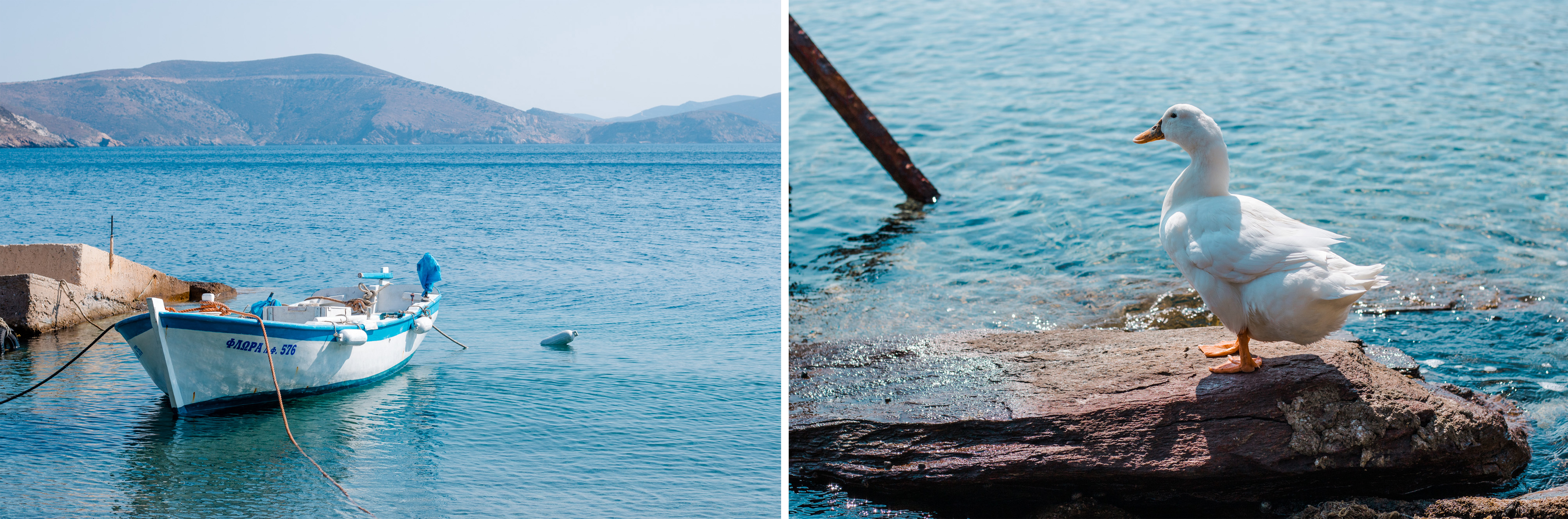 Enten beobachten am Meer - in Fourni ist das möglich