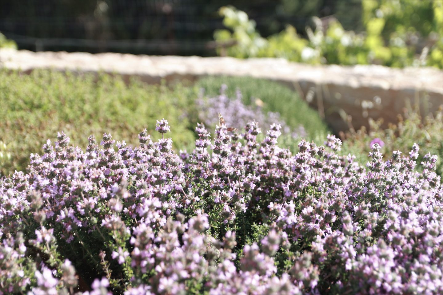 Thymian vor den Kalypso Apartments - wunderschön anzusehen mit Schmetterlingen und Bienen